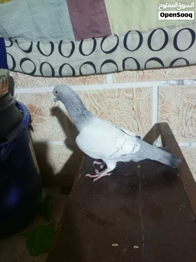 طير حمام للبيع 2