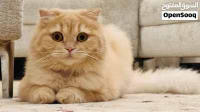 قطة سكوتش فولد 3