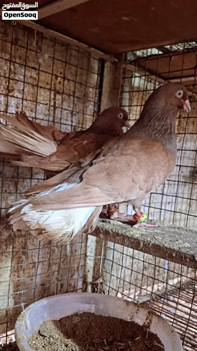 ازواج حمام زينة فاخرة عينك ميزانك وحجول حمام زينة 4