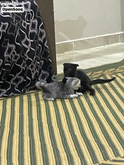 قطه هيه واولاذها للبيع 2