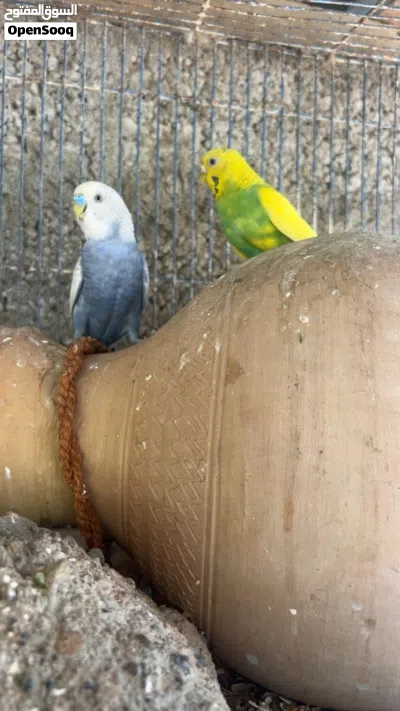 زوج كناري للبيع او للبدل بزوج بط عماني جاهز 4
