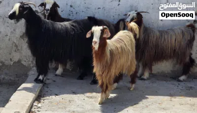 للبيع غنم من حلال بني سعيد حلال طيب وعشر 3