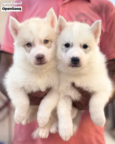 Husky puppies with pedigree يراوه هاسكي مع البدقري 2