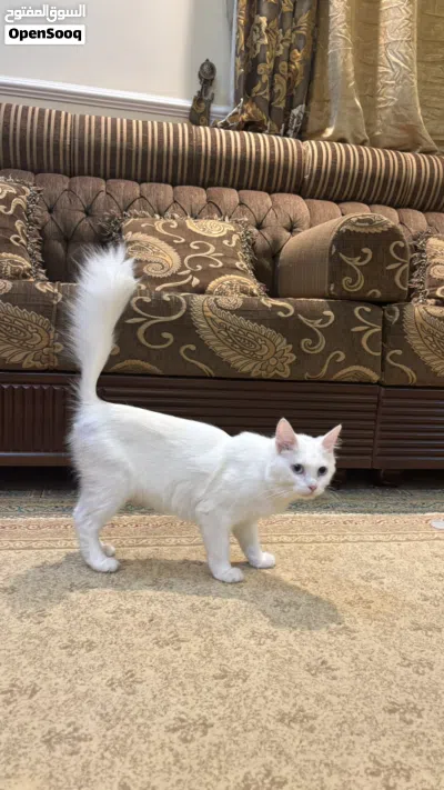قطه للتبني 2
