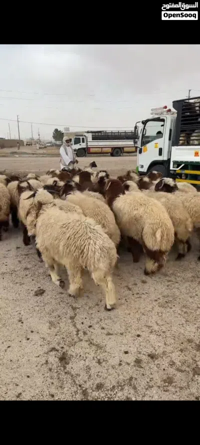نعيمي بلدي فاخر سعر رأس 1300 درهم 2