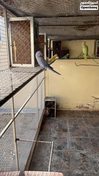 بيع بغبغاء الدرة 3