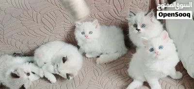ragadoll bure females & males 45 days used litter box 4