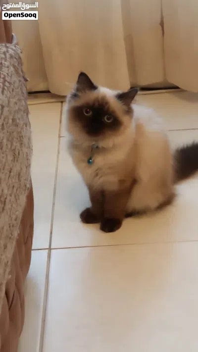 Himalayan 4 months kitten 3