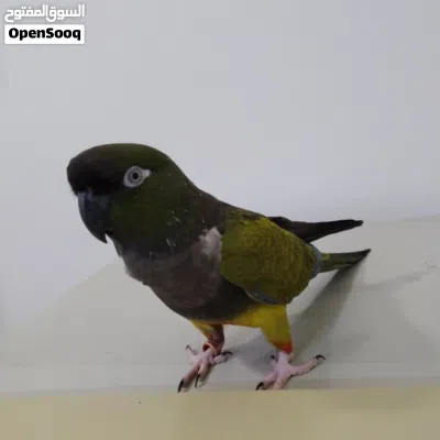 بغبغاء بدغوني أليف وصف مهم 3