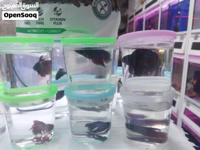 betta fighter fishes males females for sale in sharjah 4