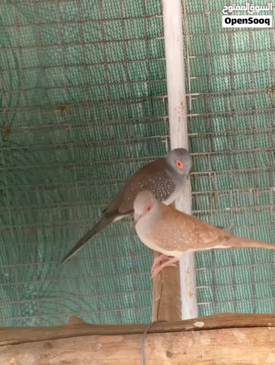 طيور الجاوا وزيبرا و حمام ماسي 4