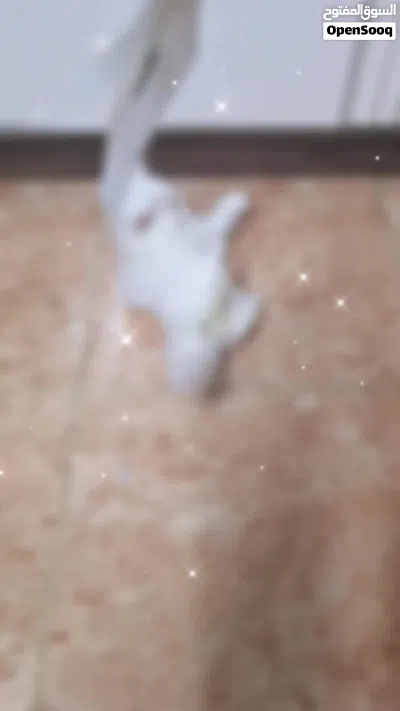 قط دول بيرشن doll Persian 4