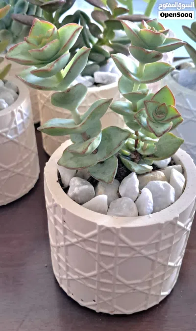 Succulent Plant in Concrete Pot 2