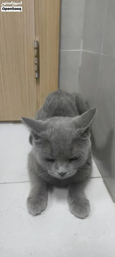 British Cat 2