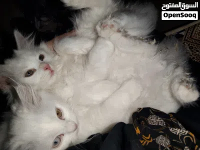 pure Persian for sale around 2 months 3