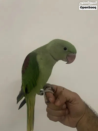 ببغاء نيبالي 2