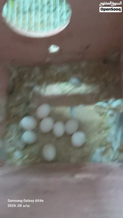 اربع كوبيات بقلينو لا قوة إلا بالله 3