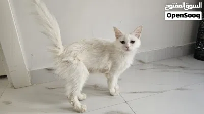قطه شيرازيه للبيع 2