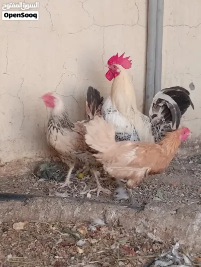 دجاج بياض للبيع 2