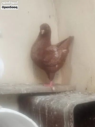 كوبيه كينقي بودينه 4
