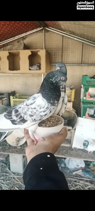 حمام لبيع الحمة ريال تاخد مجموعه سعر يكون مختلف 3