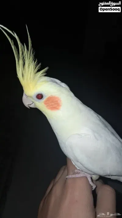 cockateil parrot pair 2
