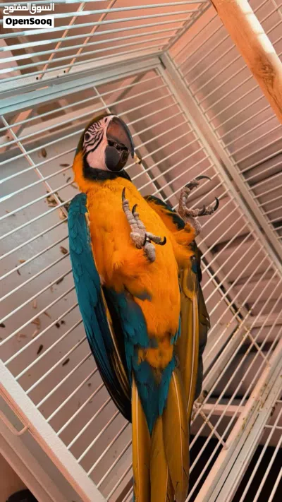 Macaw parot ( blue and gold 5 months old (male) 4