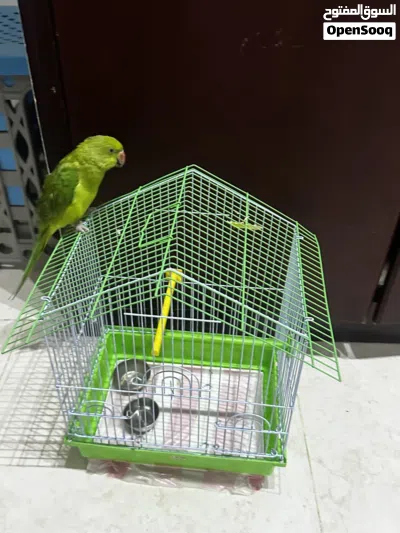 Very active parrot 4