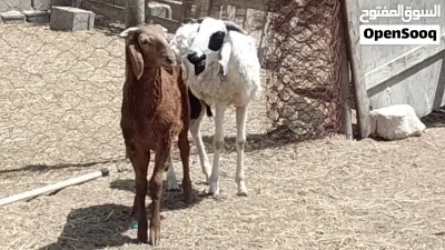 2 خرفان تبارك الله مهجنات العمر 4شهور 3