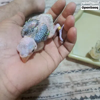 فرخ ببغاء دره هندي 3