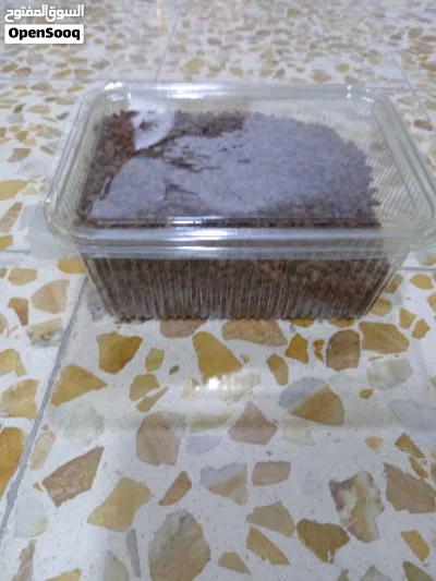 قط شيرازي اااا 2