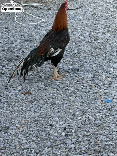 undefined 3