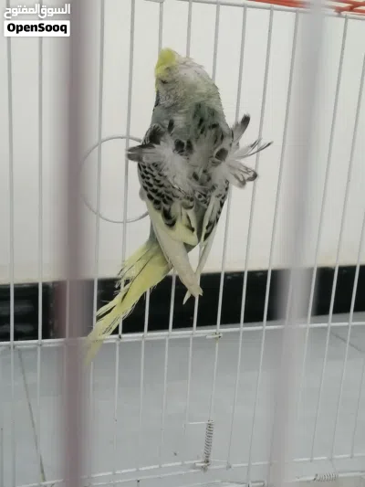 طيور حب نثية هاجرمو شكري برصاصي 3