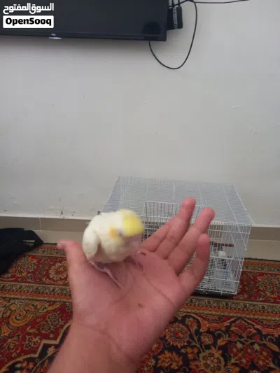 ببغاء كوكتيل لاتينو مفطوم مروض فل 3