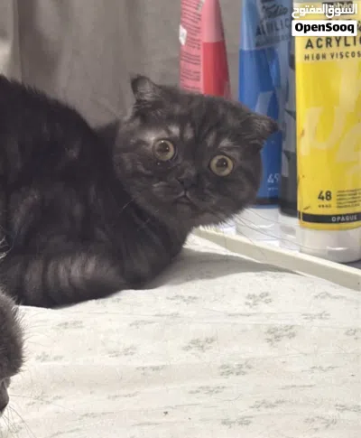 سكوتش فولد للتبني - Scottish Fold for Adoption 2