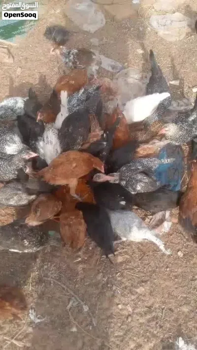 دجاج العربي 3
