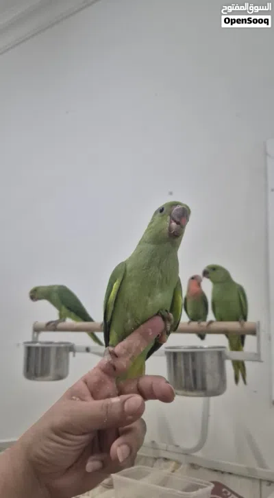 بيع فروخ دره 2