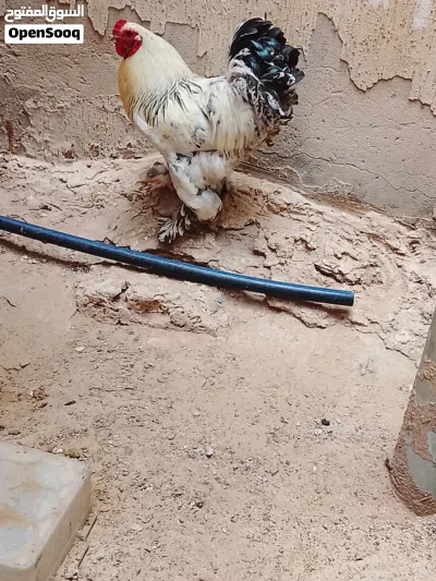 فروج براهما 2