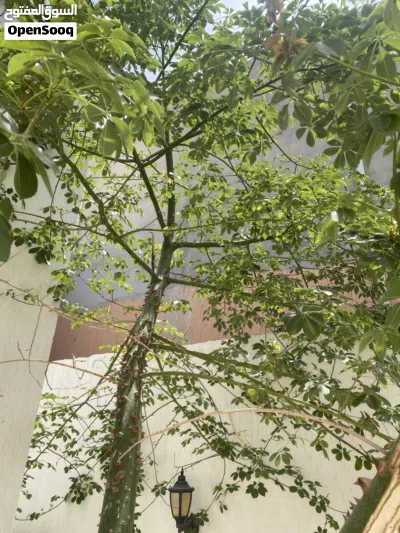 شجرة زينة جميلة 4