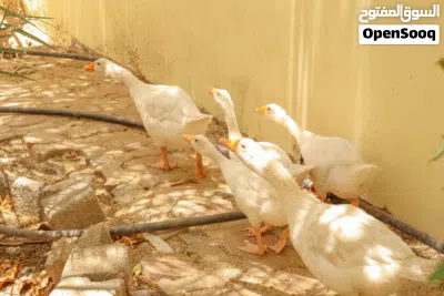 إوز ممتاز للبيع منتج وأحجام مختلفة 2