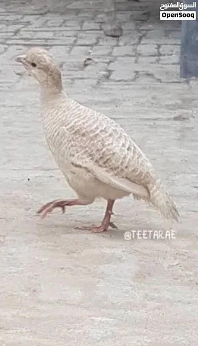 مطلوب صفارد كريمي فرخ 2