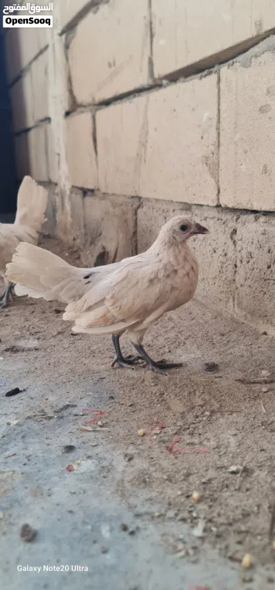 دجاج سباني زوجين حلوات يخبلن 3