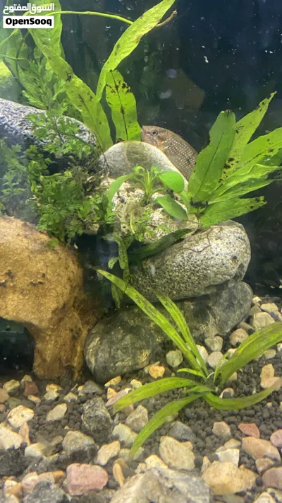 Fish tank حوض سمك 2