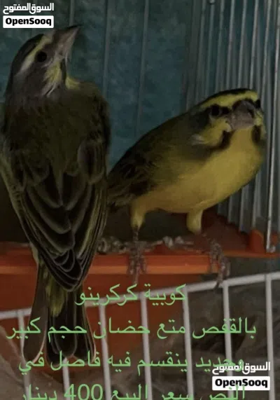 عصافير ... 4