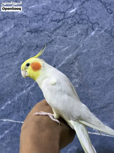 كوكتيل متكلم تابع الوصف 2