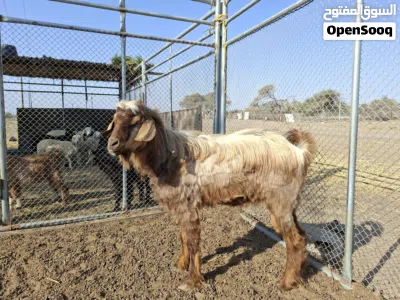 تيس للبيع بصحة ممتازة 4