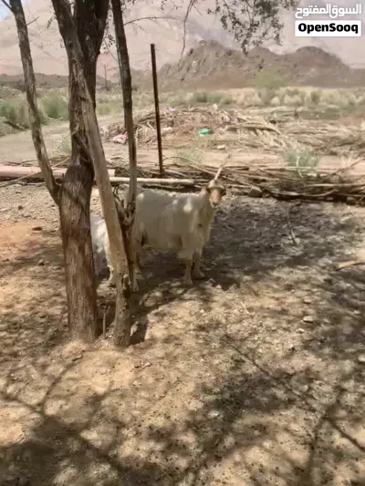شاه جاموديه تحتها تيس 2