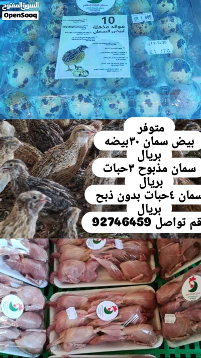 بيع سمان مذبوح وحي 3