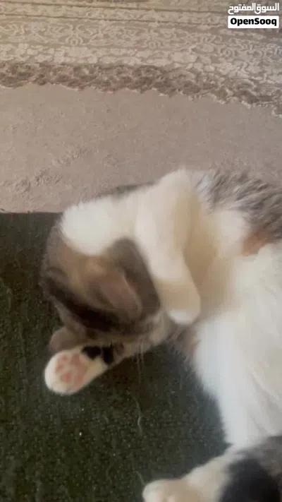 أنثى بريتش شورت هير للتزاوج British short hair female cat looking for male to mate 2