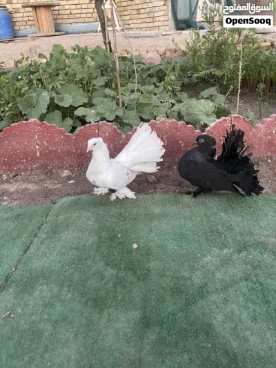 حمام زينه ً 4
